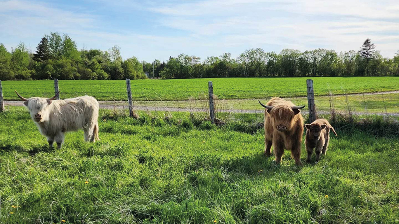 Marc-André R. Boudreau et sa conjointe ont l’objectif à long terme de diversifier les activités de la ferme. Photo : Gracieuseté de Marc-André R. Boudreau