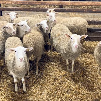 La Ferme Abitibienne, de Palmarolle, a récolté de deux à quatre fois moins de fourrages qu’un rendement conventionnel à sa première coupe. Photo : Gracieuseté de Bruno Lemieux