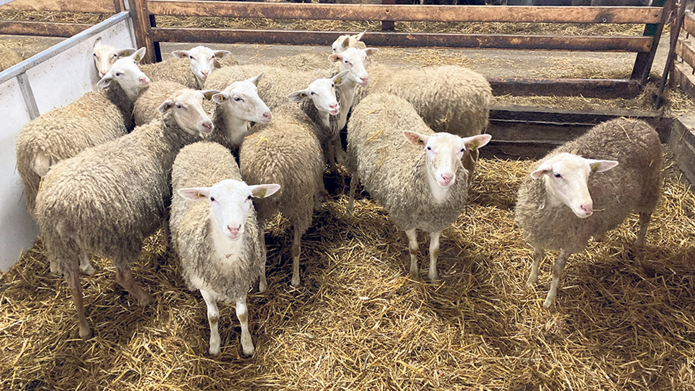 La Ferme Abitibienne, de Palmarolle, a récolté de deux à quatre fois moins de fourrages qu’un rendement conventionnel à sa première coupe. Photo : Gracieuseté de Bruno Lemieux