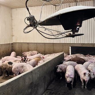 La sélection des bâtiments d’élevage pour le retrait temporaire tiendra compte de l’équilibre à conserver dans la production, notamment entre naisseurs et finisseurs. Photo : Martin Ménard/Archives TCN