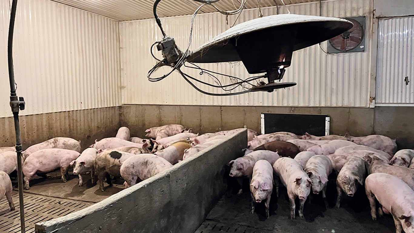 La sélection des bâtiments d’élevage pour le retrait temporaire tiendra compte de l’équilibre à conserver dans la production, notamment entre naisseurs et finisseurs. Photo : Martin Ménard/Archives TCN