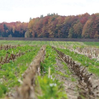 De plus en plus d’agriculteurs réduisent leur utilisation d’engrais chimiques en optant pour des cultures de couverture, qu’on appelle aussi « engrais verts ». Photo : Myriam Laplante El Haïli/Archives TCN