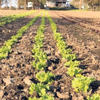 La Ferme de la Berceuse cultive près de 5 hectares. Elle a augmenté les cultures de laitue pour satisfaire les institutions, qui peuvent en acheter entre 30 à 40 caisses. Photo : Ferme de la Berceuse