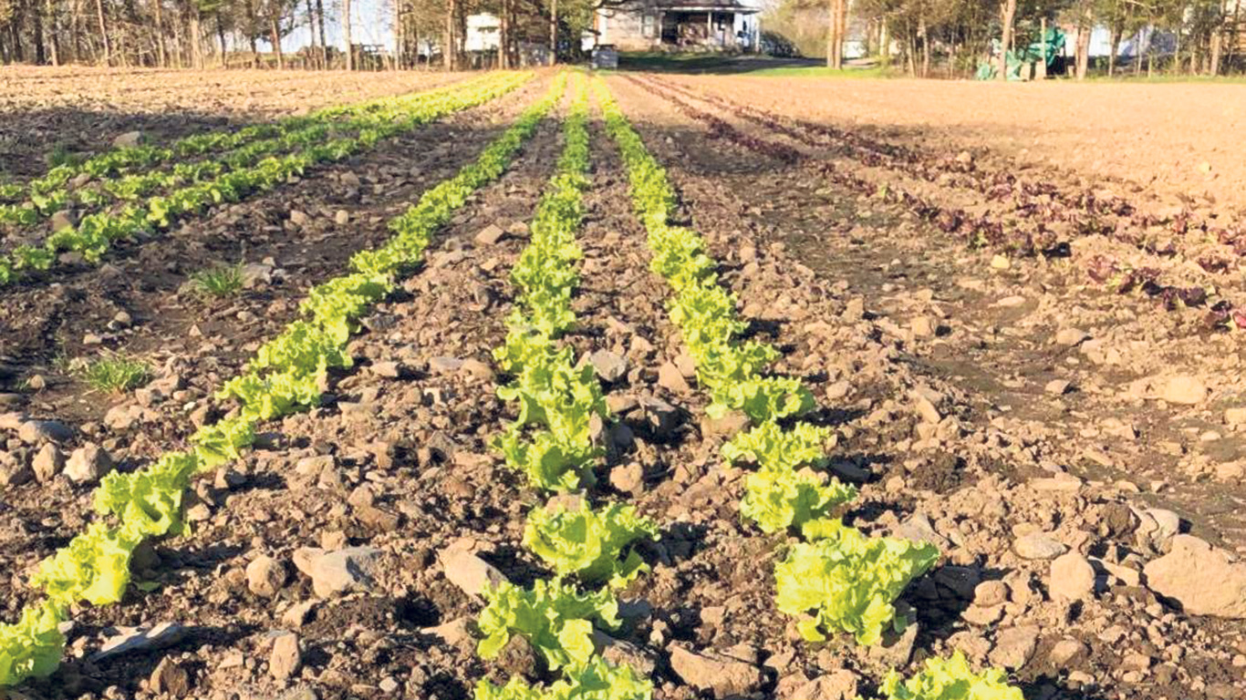 La Ferme de la Berceuse cultive près de 5 hectares. Elle a augmenté les cultures de laitue pour satisfaire les institutions, qui peuvent en acheter entre 30 à 40 caisses. Photo : Ferme de la Berceuse