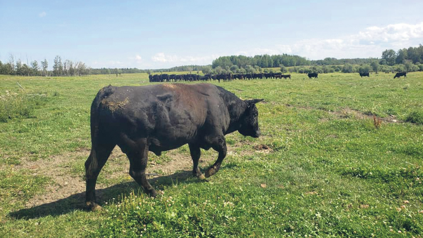 D’une petite ferme autosuffisante dans les années 1940 à une petite ferme laitière dans les années 1960 et à une des plus importantes fermes bovines au Québec, la Ferme R. Bordeleau a connu sa part de succès et de difficultés depuis sa création. Photo : Gracieuseté d’Antoine Bordeleau