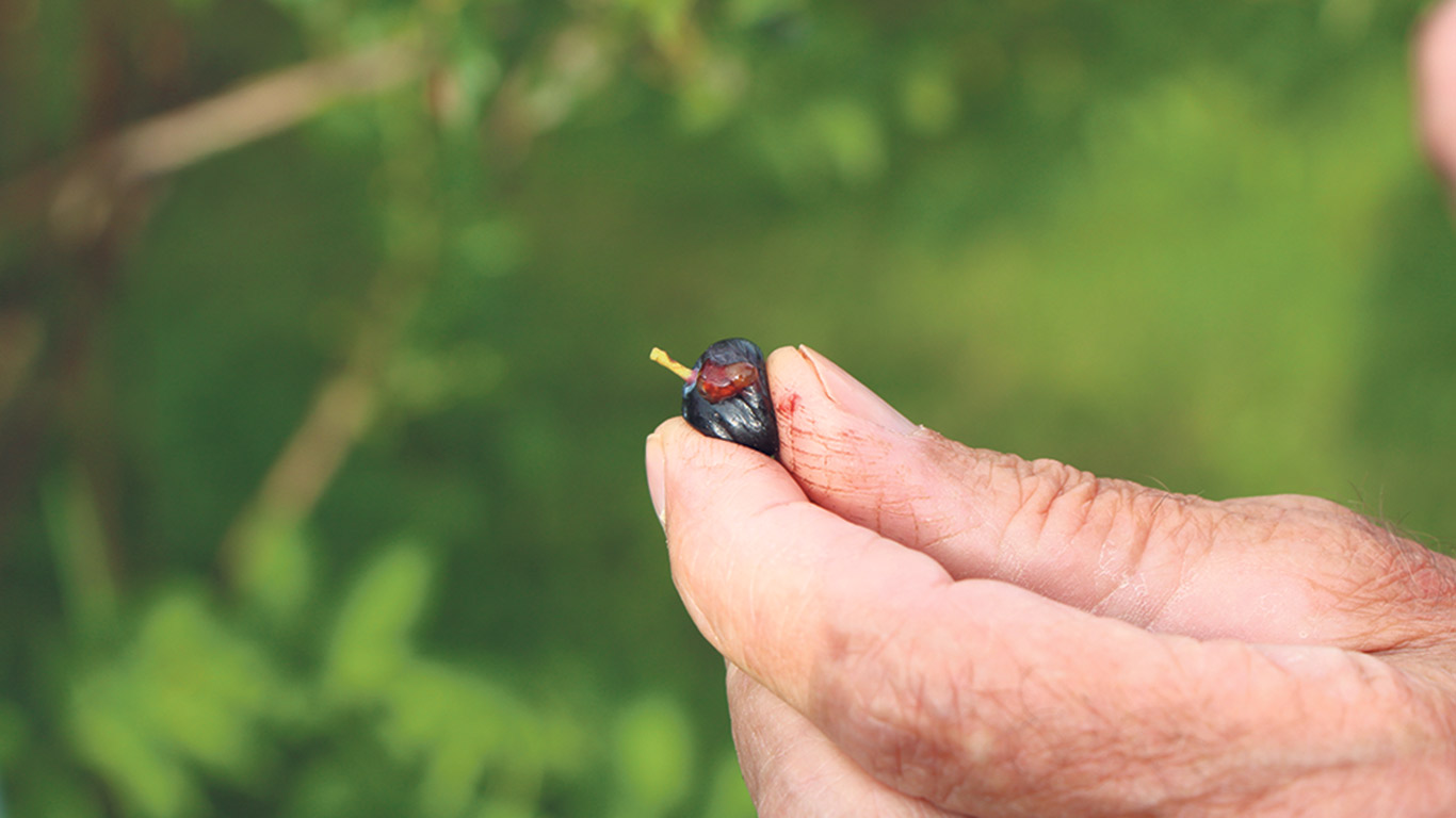 L’insecte perce un minuscule trou dans les bleuets pour y pondre ses œufs, ce qui rend le fruit mou. Photo : Patricia Blackburn/TCN