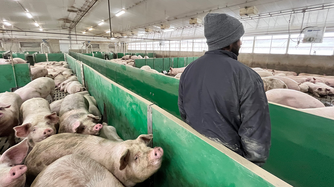 Des éleveurs de porcs craignent que leur situation financière, déjà fragilisée, ne s’alourdisse davantage avec la hausse des primes du programme d’assurance stabilisation des revenus agricoles qu’ils devront payer. Photo : Martin Ménard/TCN