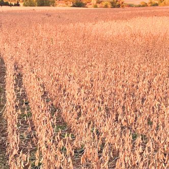 On prédit de mieux en mieux les risques d’infection du soya par la sclérotiniose ou pourriture à sclérotes, communément appelée moisissure blanche. Photo : Archives/TCN