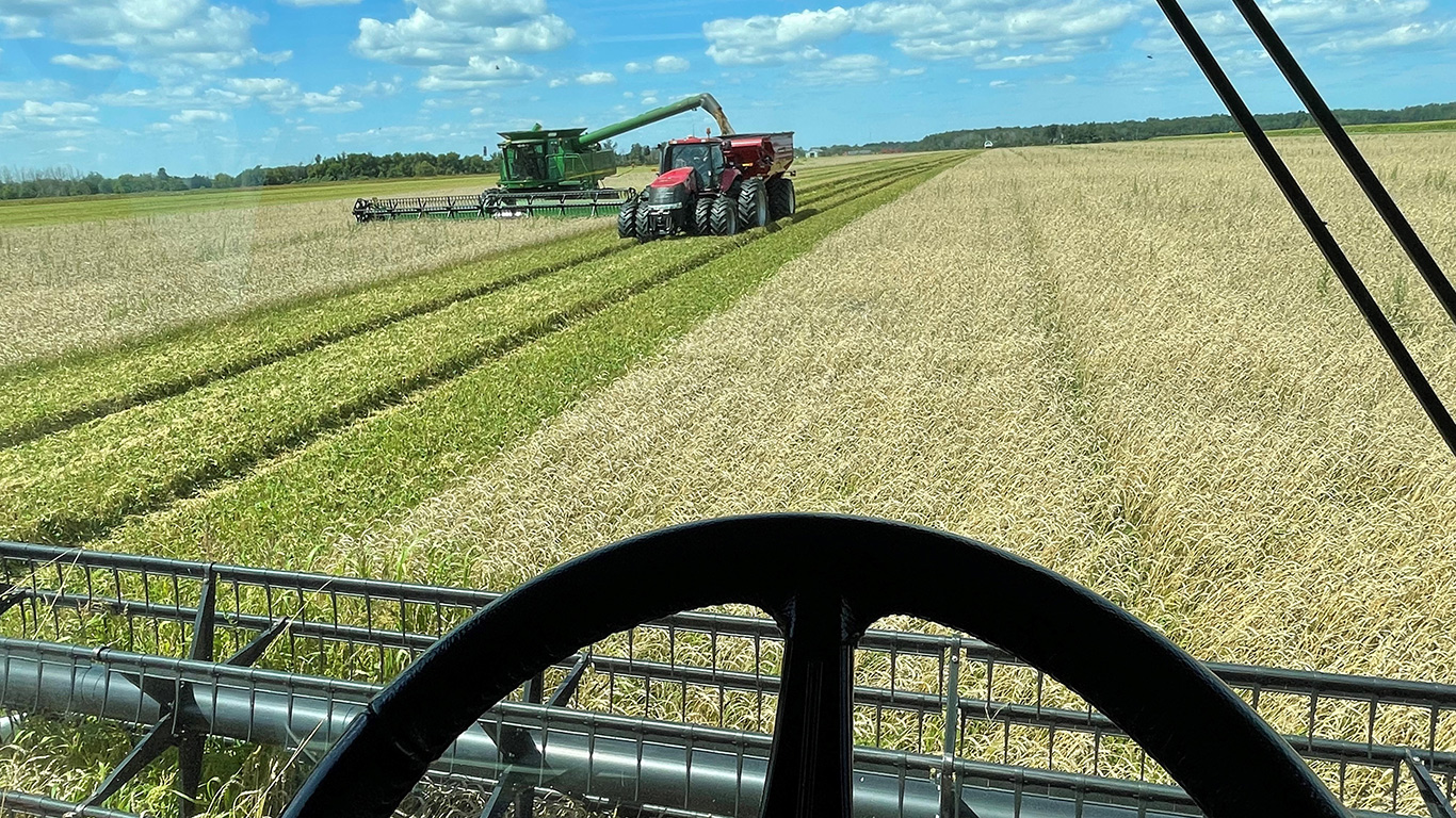 L’agriculteur Paul Desrosiers a appelé ses trois voisins en renfort pour récolter avec lui ses champs de blé avant la pluie. Attendre après la pluie aurait déclassé sa récolte pour la consommation humaine et aurait ainsi diminué son prix de vente. Photo : Paul Desrosiers