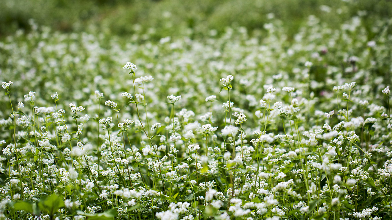 L’IRÉC souligne que le sarrasin peut être utilisé à la fois comme culture de couverture et engrais vert et pousse rapidement, même en secteur nordique, tout en nécessitant peu d’engrais et de pesticides. Photo : Shutterstock