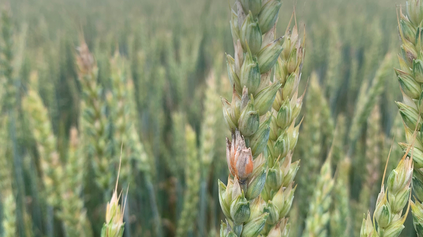 Dans plusieurs champs, le champignon responsable de la fusariose a fait son apparition au moment de la floraison du blé et en raison des conditions humides, il a poursuivi sa croissance, comme une seconde infestation au centre de l’épi, indique l’agronome Élisabeth Vachon. Crédit : Élisabeth Vachon