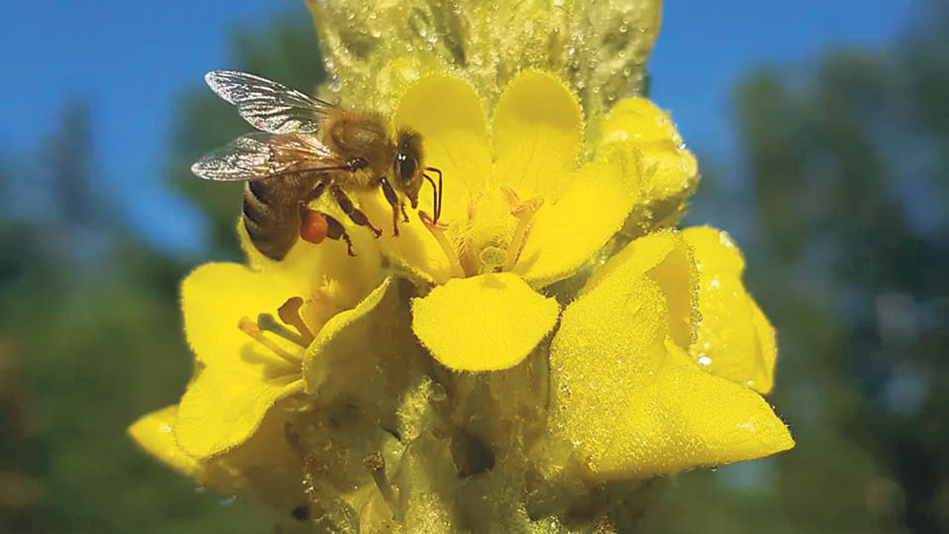 Rosalie Villeneuve et sa mère se sont lancées dans la culture et la transformation de plantes médicinales en 2019 et souhaiteraient être considérées comme des productrices agricoles à part entière. Photo : Rosalie Villeneuve