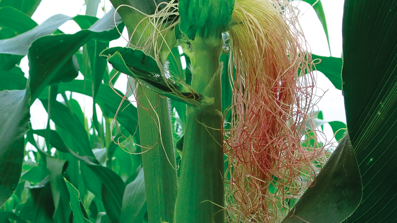 Chacune des soies du maïs est reliée à son propre grain sur l’épi. Le pollen doit les parcourir sur toute leur longueur pour former un grain. Photo : Hubert Brochard