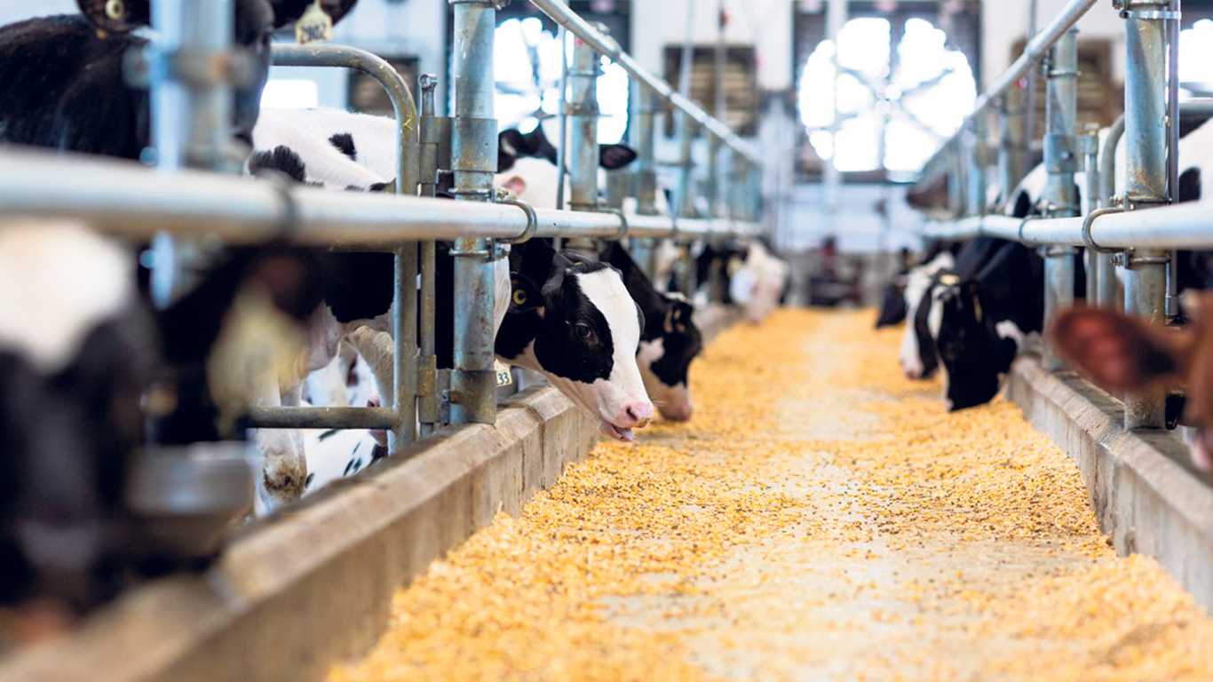 Les besoins en nutriments varient en fonction de l’état, mais également de la classe, de l’âge, et du stade de production de l’animal. Photo : Gracieuseté des Producteurs de bovins du Québec