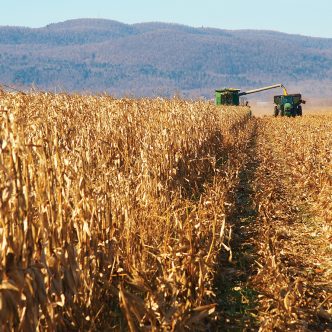 Il est important que les producteurs fassent un avis de dommages dès qu’ils suspectent un problème avec leur récolte. Dans le cas d’une baisse de qualité, l’avis de dommages peut être fait à la réception du certificat de classement. Photo : Archives/TCN