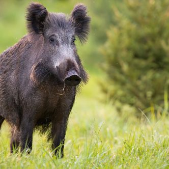 Les producteurs de sangliers s’en sont bien sortis cette année, notamment avec les méchouis estivaux qui ont repris. « Les producteurs qui font de la boucherie et vendent leur viande à la ferme s’en tirent mieux », explique Raymonde Garant. Photo : Shutterstock