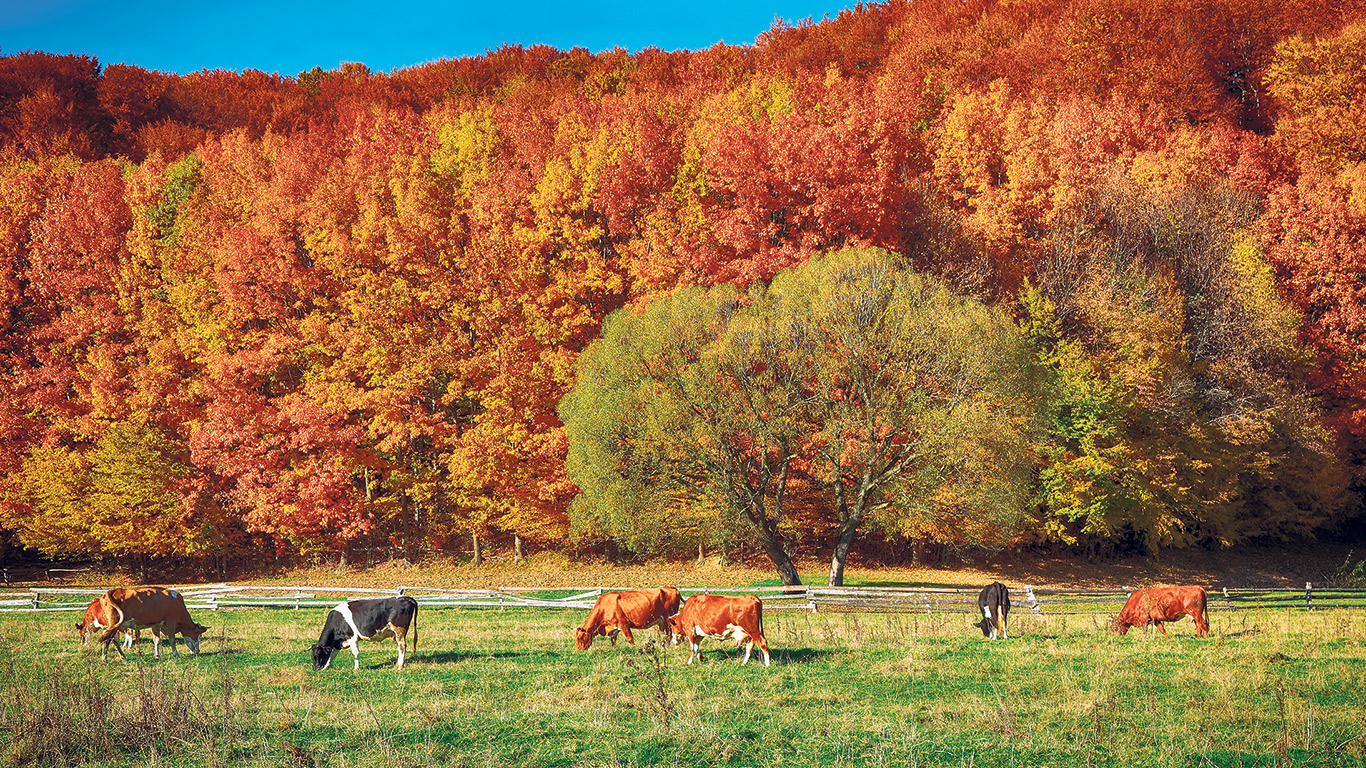 La fin de la saison de paissance marque le retour des animaux « à la maison » et entraîne d’autres exigences en matière de santé animale et de soins. Photo : Shutterstock