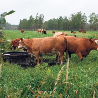 Les plantes fourragères pour le foin et les pâturages jouent un rôle essentiel dans la production de viande bovine.