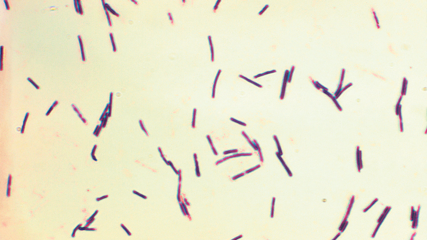 Actuellement, la prévention et le traitement des infections par la bactérie Clostridium perfringens dépendent principalement d’antibiotiques, mais en raison des politiques de réduction de leur usage en élevage animal, de nouvelles stratégies thérapeutiques audacieuses sont nécessaires pour contrer ces infections coriaces. Photo : Centers for Disease Control and Prevention’s Public Health Image Library