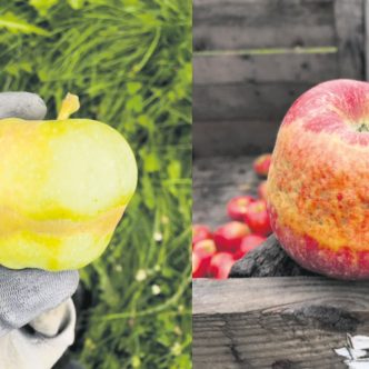 Lors de votre passage au verger, peut-être êtes-vous tombé sur une pomme à l’apparence un peu étrange, cerclée d’une bande de peau brunâtre et rugueuse : un anneau de gel. Photos : Gracieuseté des PPQ