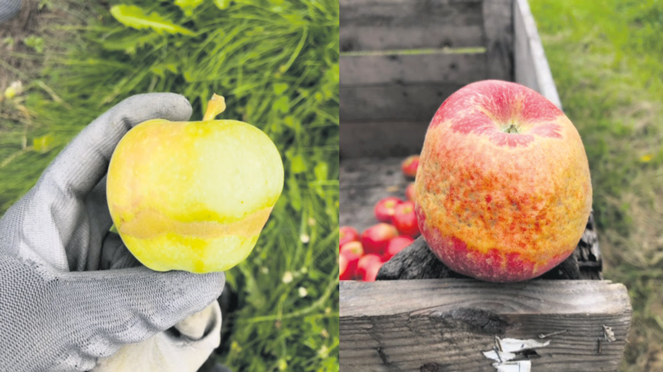 Lors de votre passage au verger, peut-être êtes-vous tombé sur une pomme à l’apparence un peu étrange, cerclée d’une bande de peau brunâtre et rugueuse : un anneau de gel. Photos : Gracieuseté des PPQ