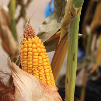 Le maïs est aujourd’hui la céréale la plus cultivée au monde, devant le riz et le blé. Photo : Archives/TCN