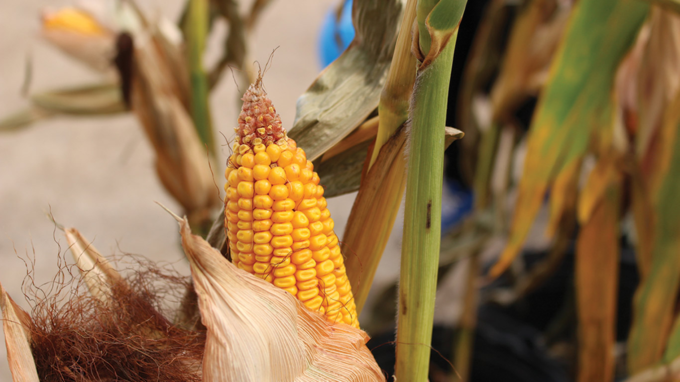 Le maïs est aujourd’hui la céréale la plus cultivée au monde, devant le riz et le blé. Photo : Archives/TCN