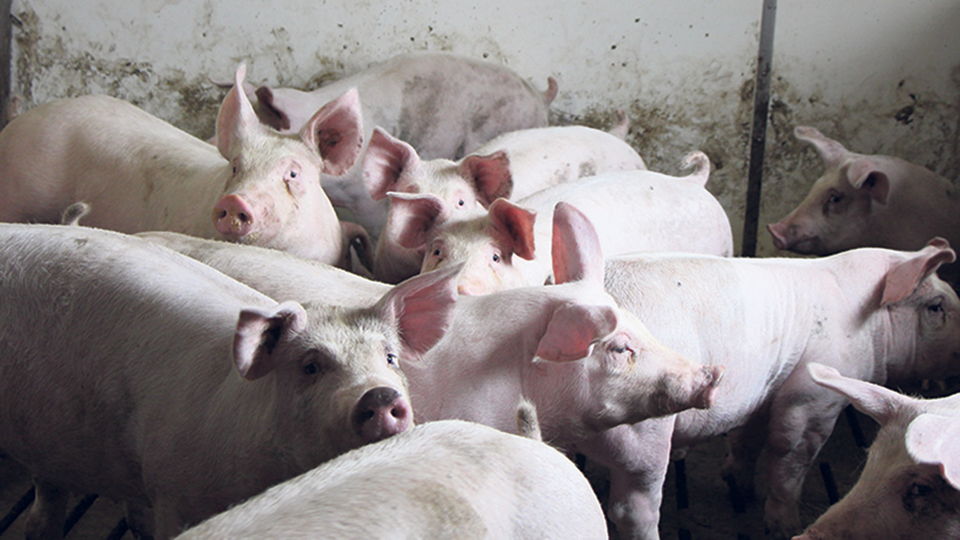 Les producteurs porcins devront s’ajuster, à partir de janvier 2024, à un nouveau modèle de référence pour le calcul de leurs prestations d’ASRA. Photo : Patricia Blackburn/TCN