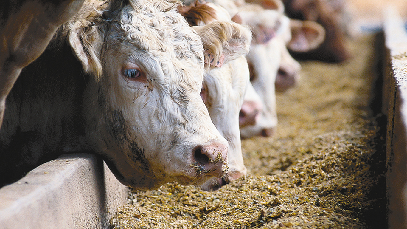 Bien qu’un nouveau programme offre la possibilité aux agriculteurs de recevoir une compensation pour la réduction des émissions de méthane via l’alimentation, selon le consultant David Beaudoin, il est plus rentable pour eux de s’attaquer à la gestion du fumier. Photo : Archives/TCN