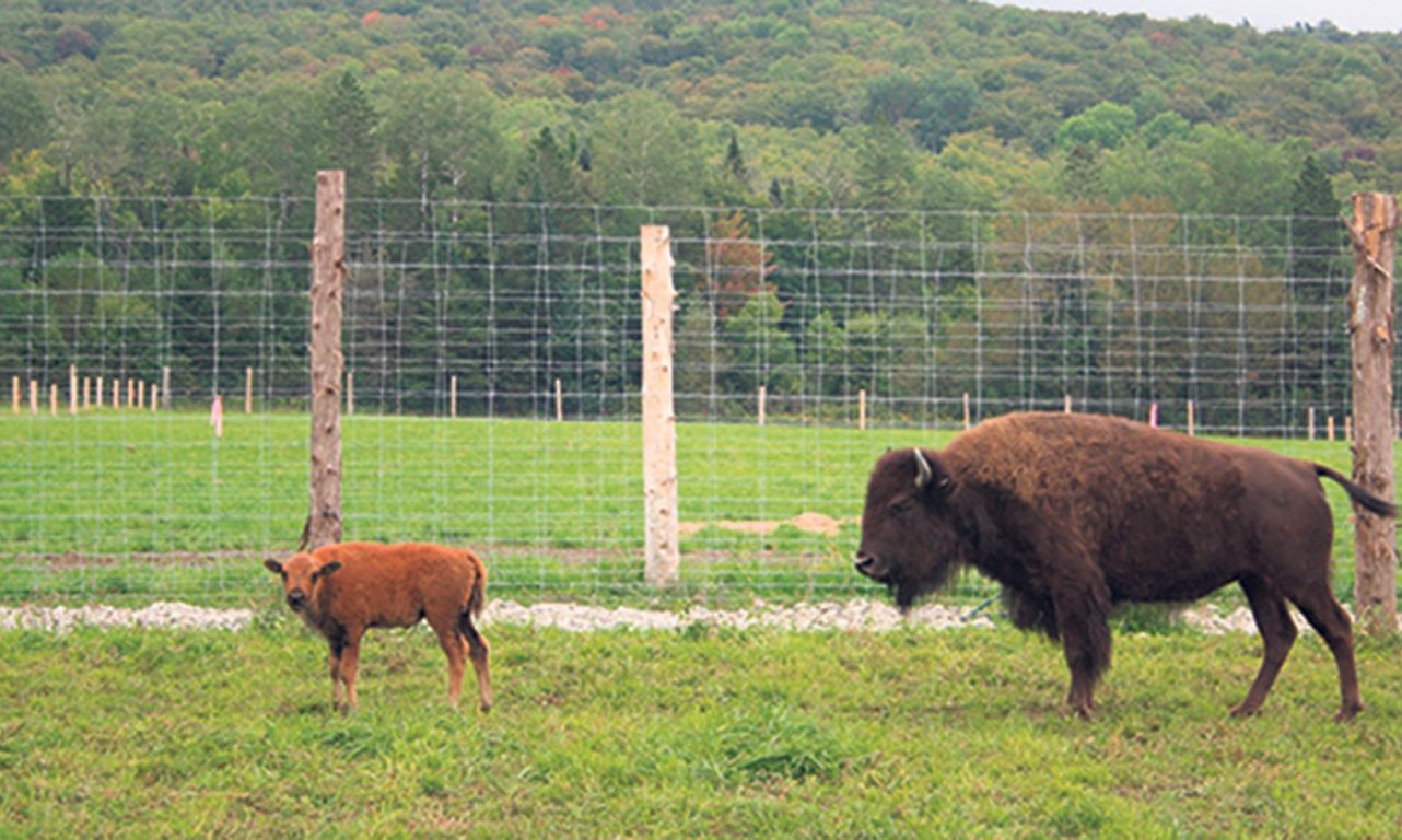 Un bisonneau est né cinq jours après l’arrivée des bisons sur la terre, à la grande surprise de tous.