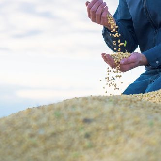 Le soya a été la culture championne de 2023. Photo : Martin Ménard/Archives TCN