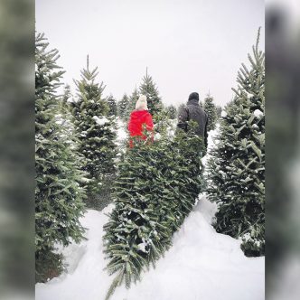 Plusieurs producteurs observent un engouement des jeunes familles pour le retour aux traditions. Photo : Facebook/Sapinière Downey