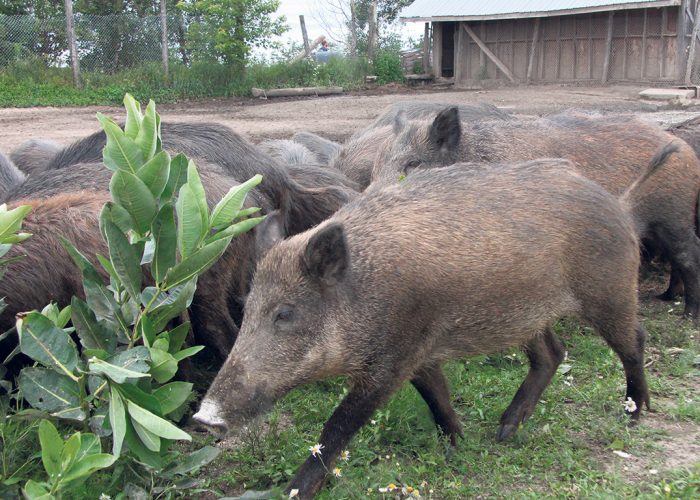 Bien que le sanglier (Sus scrofa) soit l’ancêtre du porc domestique (Sus scrofa domesticus), il existe des différences génétiques entre ces deux sous-espèces. Photo : Archives/TCN