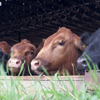 L’un des grands chantiers de la planification stratégique 2019-2024 est d’évaluer la faisabilité de devenir une filière Bœuf durable. Photo : Gracieuseté des PBQ