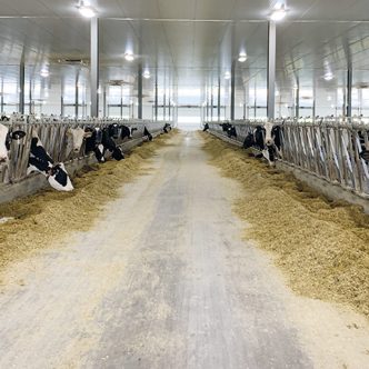 Le quota moyen des fermes participantes à l’analyse de groupe s’élève à 220 kg de MG/jour, et la superficie de culture à 220 hectares. Photo : Caroline Morneau/Archives TCN