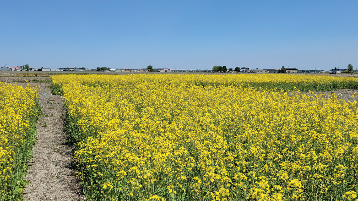 Parcelles d’essai de canola d’automne en pleine floraison (23 mai 2023) au CÉROM à Saint-Mathieu-de-Beloeil.