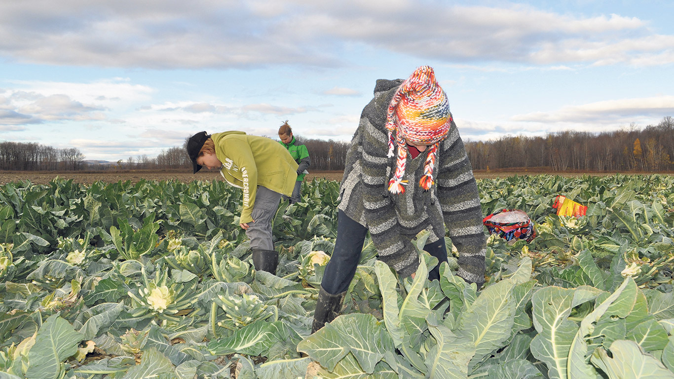 Le glanage, qui consiste à permettre aux gens de ramasser gratuitement les légumes restés au sol après les récoltes, aide à éliminer les pertes. Photo : Archives/TCN