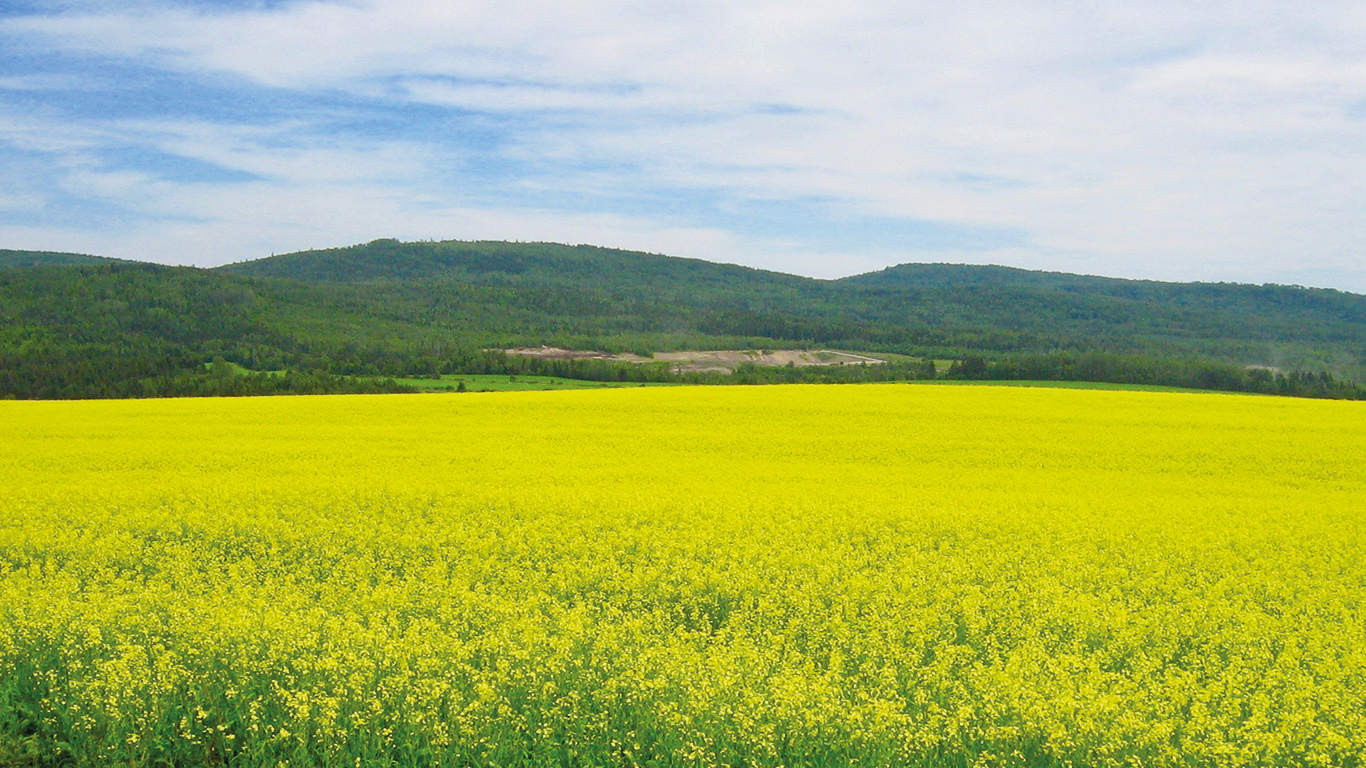 Au Québec, dans les premières parcelles ensemencées par le CÉROM à l’automne 2022 avec des semences non traitées, le canola a très bien survécu aux gels hivernaux. Il affichait un taux de survie de 75 % à 100 % dans six régions du Québec et s’est montré des plus vigoureux, malgré le printemps difficile. Photo : Archives/TCN