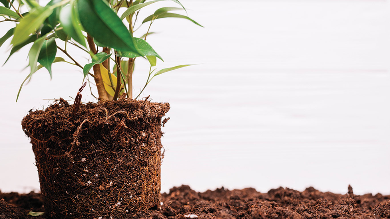 Les inoculants mycorhiziens sont des biofertilisants majeurs, nécessaires pour la préservation de la vie du sol. Il est recommandé de réduire au minimum les pratiques culturales qui détruisent les réseaux mycéliens, notamment le labour, en laissant la vie du sol faire le travail de structuration et d’aération du sol. Photo : Gracieuseté de Christine Lethielleux-Juge