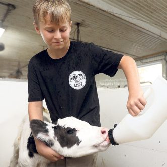 L’enquête auprès des producteurs a permis de constater que le fait de donner 7 litres de lait ou plus par jour au veau était associé à de meilleurs classements de vente. Photo : PBQ