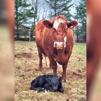 Intervenir au bon moment peut augmenter jusqu’à 9 % le nombre de retours en chaleur au début de la saison de reproduction et jusqu’à 14 % le taux de gestation. Photo : Sylviane Bégin