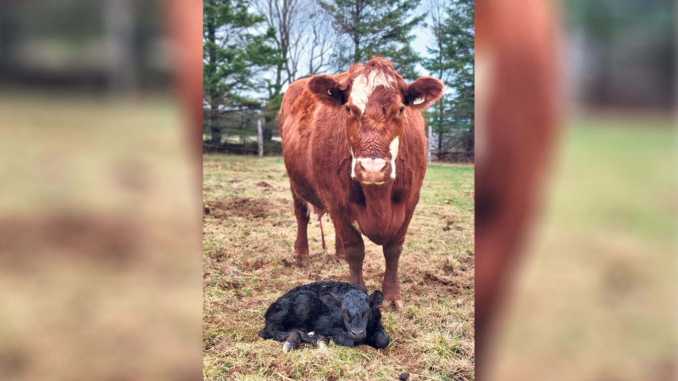 Intervenir au bon moment peut augmenter jusqu’à 9 % le nombre de retours en chaleur au début de la saison de reproduction et jusqu’à 14 % le taux de gestation. Photo : Sylviane Bégin