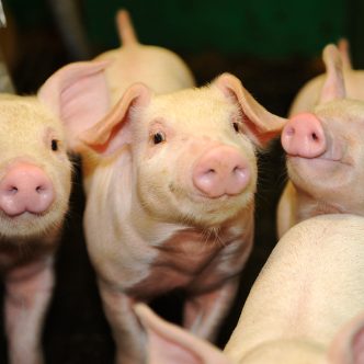 La proportion des porcs produits par les grandes entreprises est passée de 43 % en 2012 à 61 % en 2022, note le rapport. Crédit photo : Archives/TCN