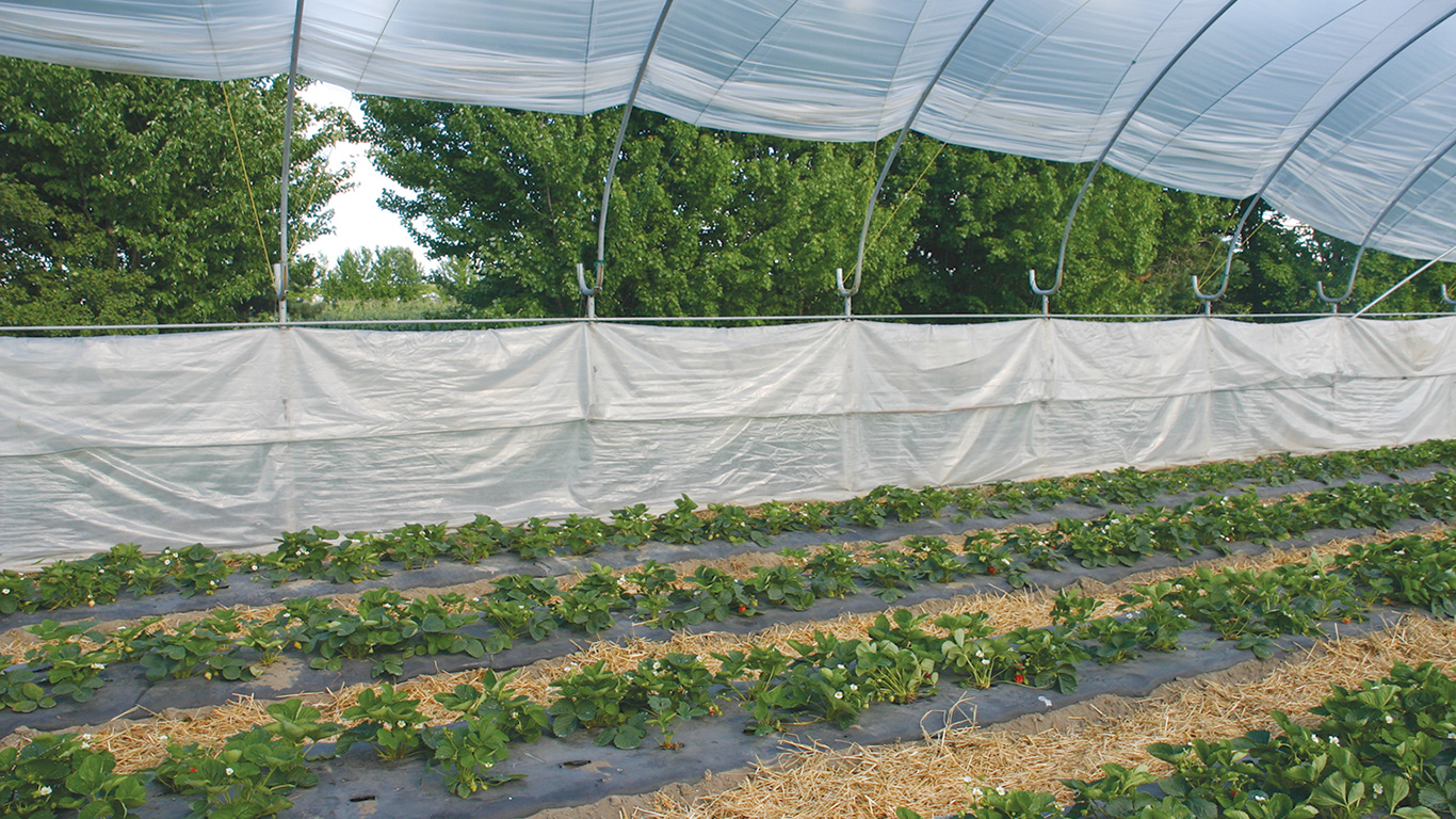 Jonathan Rainville, du Terroir de Dunham, a opté pour la culture des fraises en tunnels. Le plastique demeure, mais se recycle mieux puisqu’il n’est pas contaminé par la terre et la matière organique. Photo : Archives/TCN