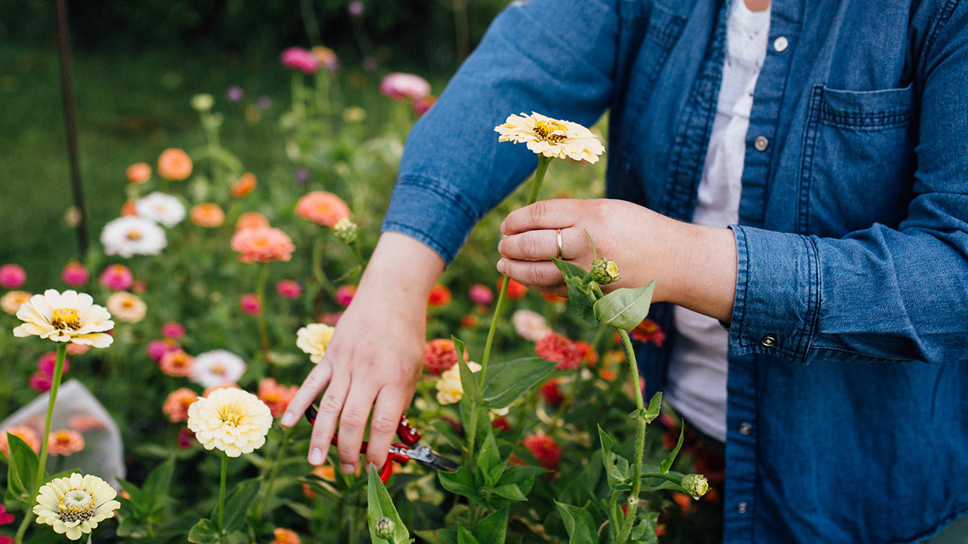 La nouvelle association de fermières-fleuristes souhaite faire la promotion des fleurs coupées, cultivées localement, auprès des consommateurs et des fleuristes. Photo : Gracieuseté de l’APFCQ