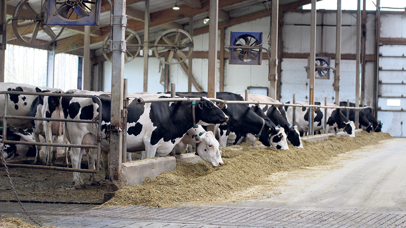 Beaucoup d’efforts sont déployés pour uniformiser la production d’une vache à l’autre, de sorte qu’il est plus facile de donner la juste ration de nourriture à chacune. Photo : Caroline Morneau/TCN