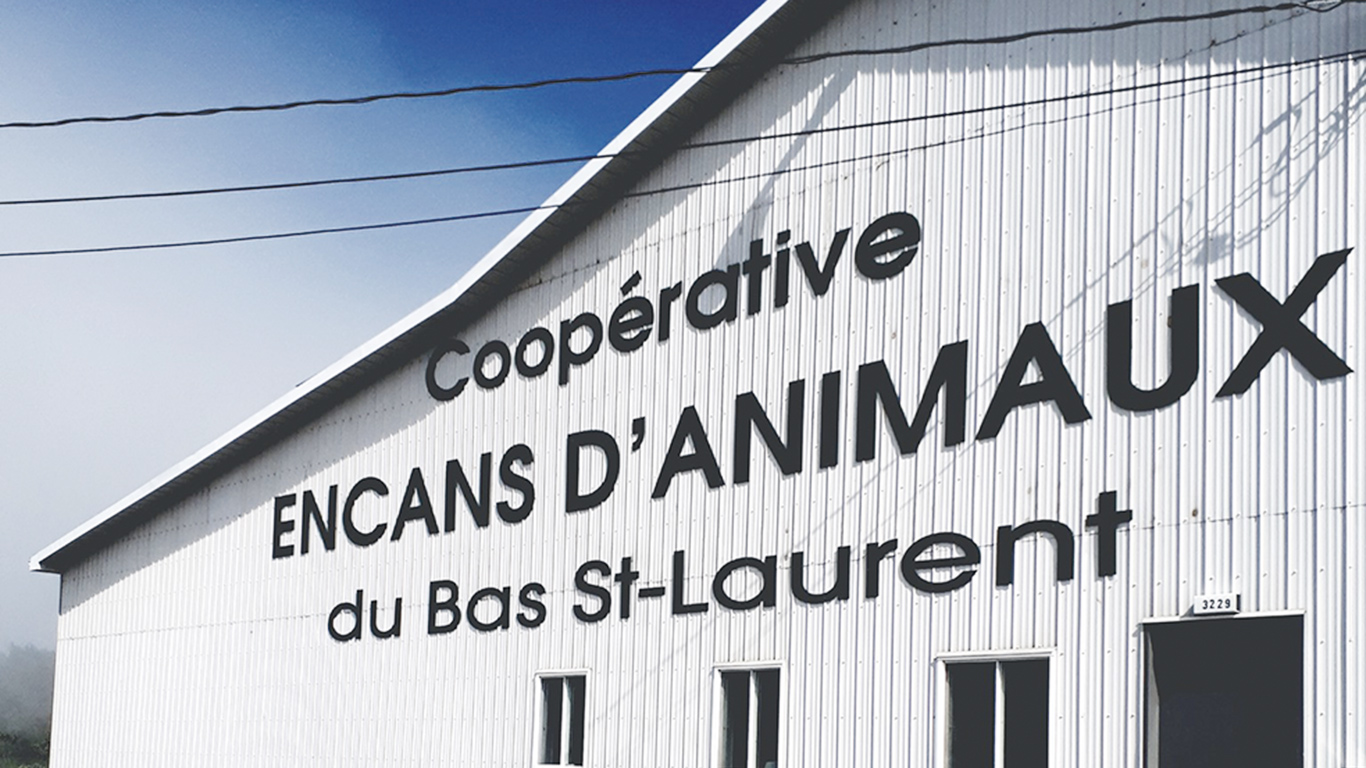 Au moment d’écrire ces lignes, la tenue de l’encan de veaux d’embouche du 6 juin était compromise. Photo : Gracieuseté de la Coopérative des encans d’animaux du Bas-Saint-Laurent