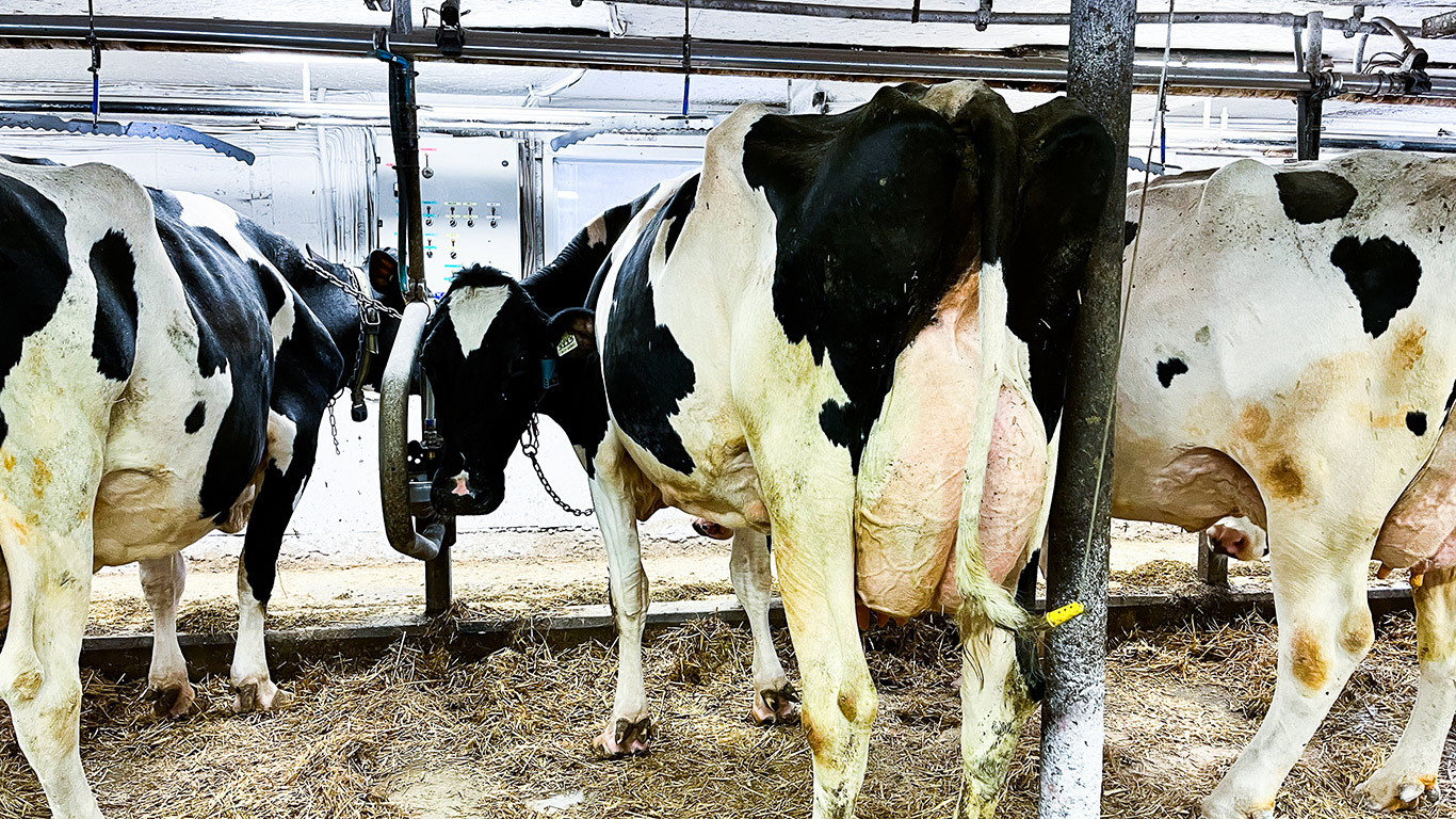 Les vaches en lactation importées des États-Unis devront désormais subir des tests. Photo : Archives/TCN