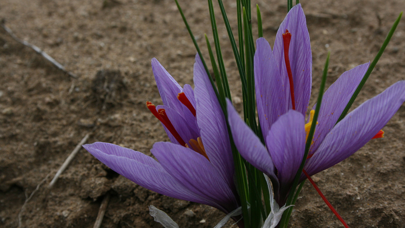 Habituellement récoltées de mi-octobre à mi-novembre, les fleurs de crocus violets sont cueillies à la main. Photo : Gracieuseté de Pur Safran