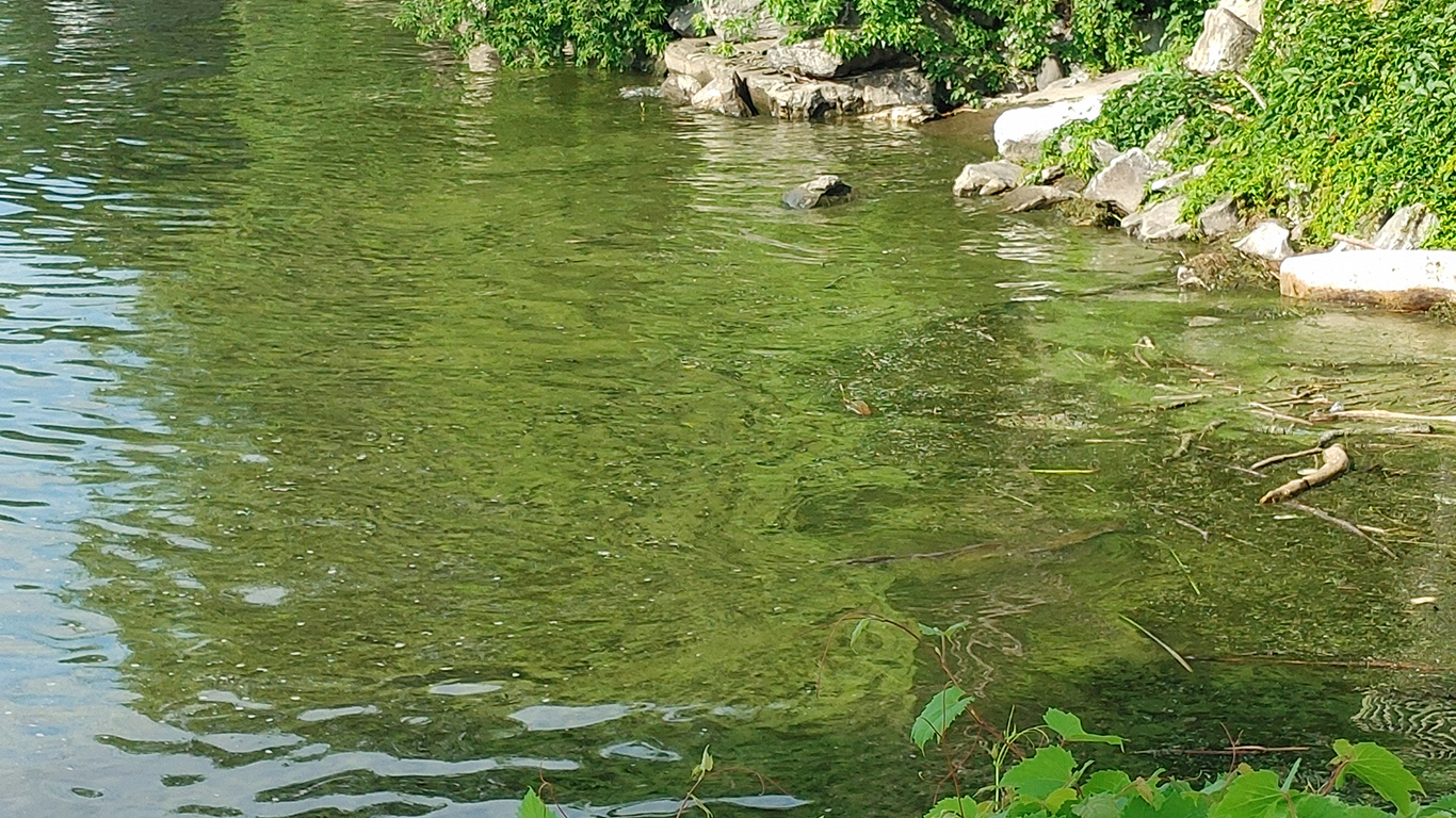 L’Organisme de bassin versant de la baie Missisquoi espère que le travail qui sera fait sur son territoire sera transposable ailleurs au Québec. Photo : OBVBM